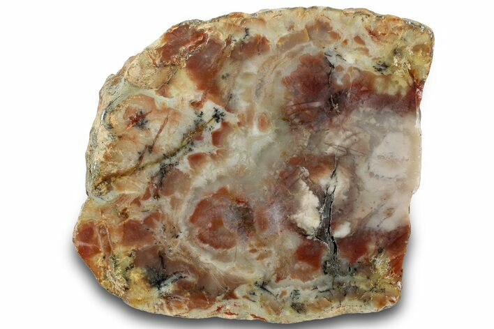 Polished Dinosaur Coprolite Nodule Section - Utah #307452
